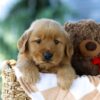 Image of Forest, a Golden Retriever puppy