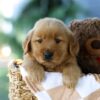 Image of Forest, a Golden Retriever puppy
