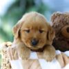 Image of Forest, a Golden Retriever puppy
