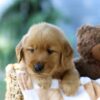 Image of Forest, a Golden Retriever puppy