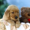 Image of Forest, a Golden Retriever puppy