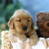 Image of Forest, a Golden Retriever puppy