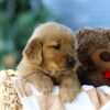 Image of Forest, a Golden Retriever puppy