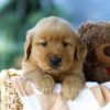 Image of Forest, a Golden Retriever puppy
