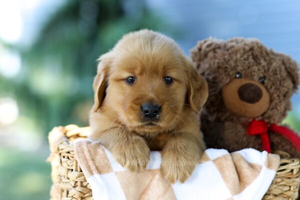 Image of Forest, a Golden Retriever puppy