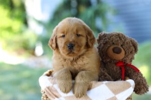 Image of Frank, a Golden Retriever puppy