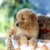 Image of Garet, a Golden Retriever puppy