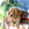 Image of Garet, a Golden Retriever puppy