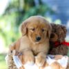 Image of Garet, a Golden Retriever puppy