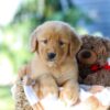 Image of Garet, a Golden Retriever puppy