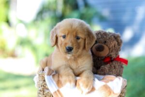Image of Garet, a Golden Retriever puppy