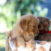 Image of Garet, a Golden Retriever puppy