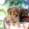 Image of Garet, a Golden Retriever puppy