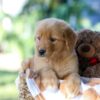 Image of Garet, a Golden Retriever puppy