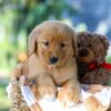 Image of Garet, a Golden Retriever puppy