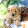 Image of Gavin, a Golden Retriever puppy