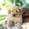 Image of Gavin, a Golden Retriever puppy