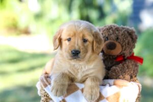 Image of Gavin, a Golden Retriever puppy