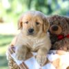 Image of Gavin, a Golden Retriever puppy