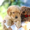 Image of Gavin, a Golden Retriever puppy