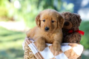 Image of George, a Golden Retriever puppy