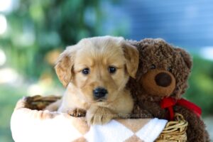 Image of Gina, a Golden Retriever puppy