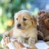 Image of Ginger, a Golden Retriever puppy