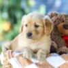 Image of Ginger, a Golden Retriever puppy