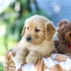 Image of Ginger, a Golden Retriever puppy