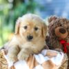 Image of Ginger, a Golden Retriever puppy