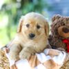 Image of Ginger, a Golden Retriever puppy