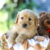 Image of Ginger, a Golden Retriever puppy