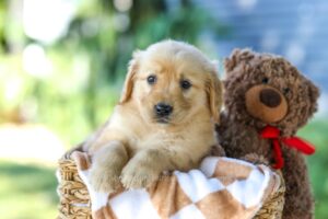 Image of Ginger, a Golden Retriever puppy