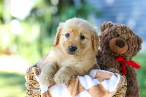 Image of Ginger, a Golden Retriever puppy