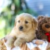 Image of Ginger, a Golden Retriever puppy