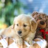 Image of Ginger, a Golden Retriever puppy