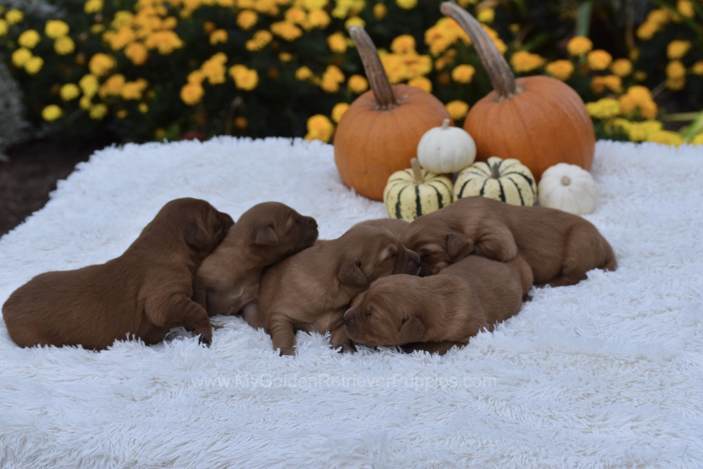 Dark Golden 🤎 Nov 3 Image of Dark Golden 🤎 Nov 3, a Golden Retriever puppy