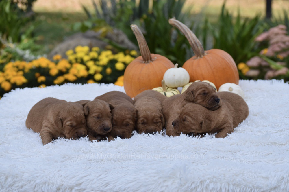 Dark Golden 🤎 Nov 3 Image of Dark Golden 🤎 Nov 3, a Golden Retriever puppy