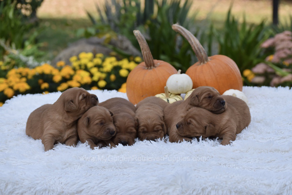 Dark Golden 🤎 Nov 3 Image of Dark Golden 🤎 Nov 3, a Golden Retriever puppy