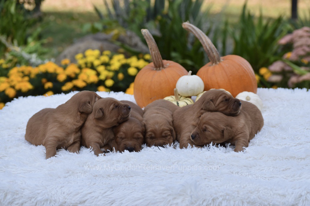 Dark Golden 🤎 Nov 3 Image of Dark Golden 🤎 Nov 3, a Golden Retriever puppy