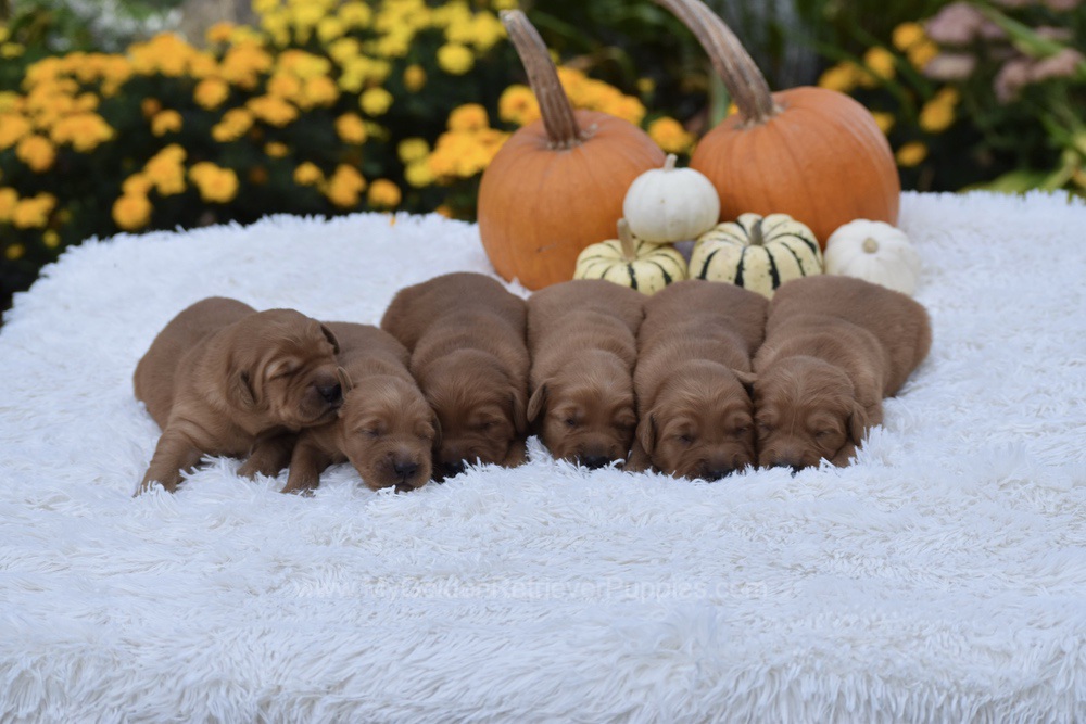Dark Golden 🤎 Nov 3 Image of Dark Golden 🤎 Nov 3, a Golden Retriever puppy