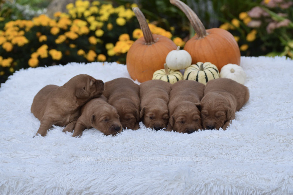 Dark Golden 🤎 Nov 3 Image of Dark Golden 🤎 Nov 3, a Golden Retriever puppy