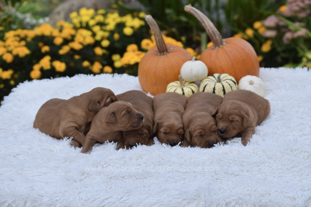 Dark Golden 🤎 Nov 3 Image of Dark Golden 🤎 Nov 3, a Golden Retriever puppy
