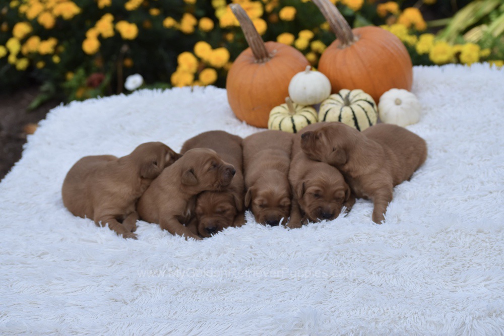Dark Golden 🤎 Nov 3 Image of Dark Golden 🤎 Nov 3, a Golden Retriever puppy
