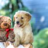 Image of Gloria, a Golden Retriever puppy
