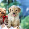 Image of Gloria, a Golden Retriever puppy