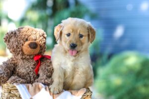 Image of Gloria, a Golden Retriever puppy