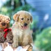 Image of Gloria, a Golden Retriever puppy