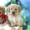 Image of Gloria, a Golden Retriever puppy