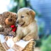 Image of Gloria, a Golden Retriever puppy